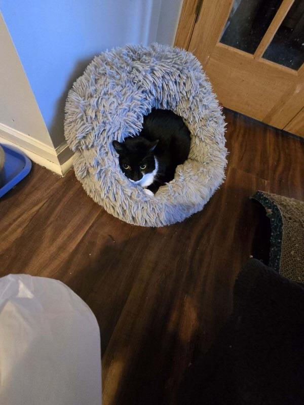 Enlarge Nook, a Adoptable Domestic Short Hair in Holly, MI image 3/3