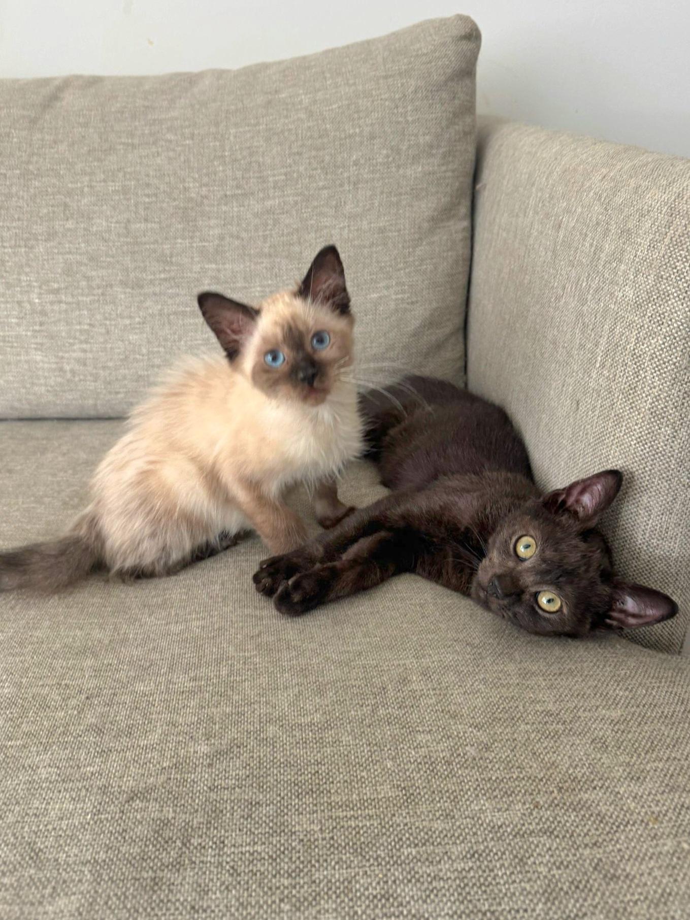 Almond and Walnut