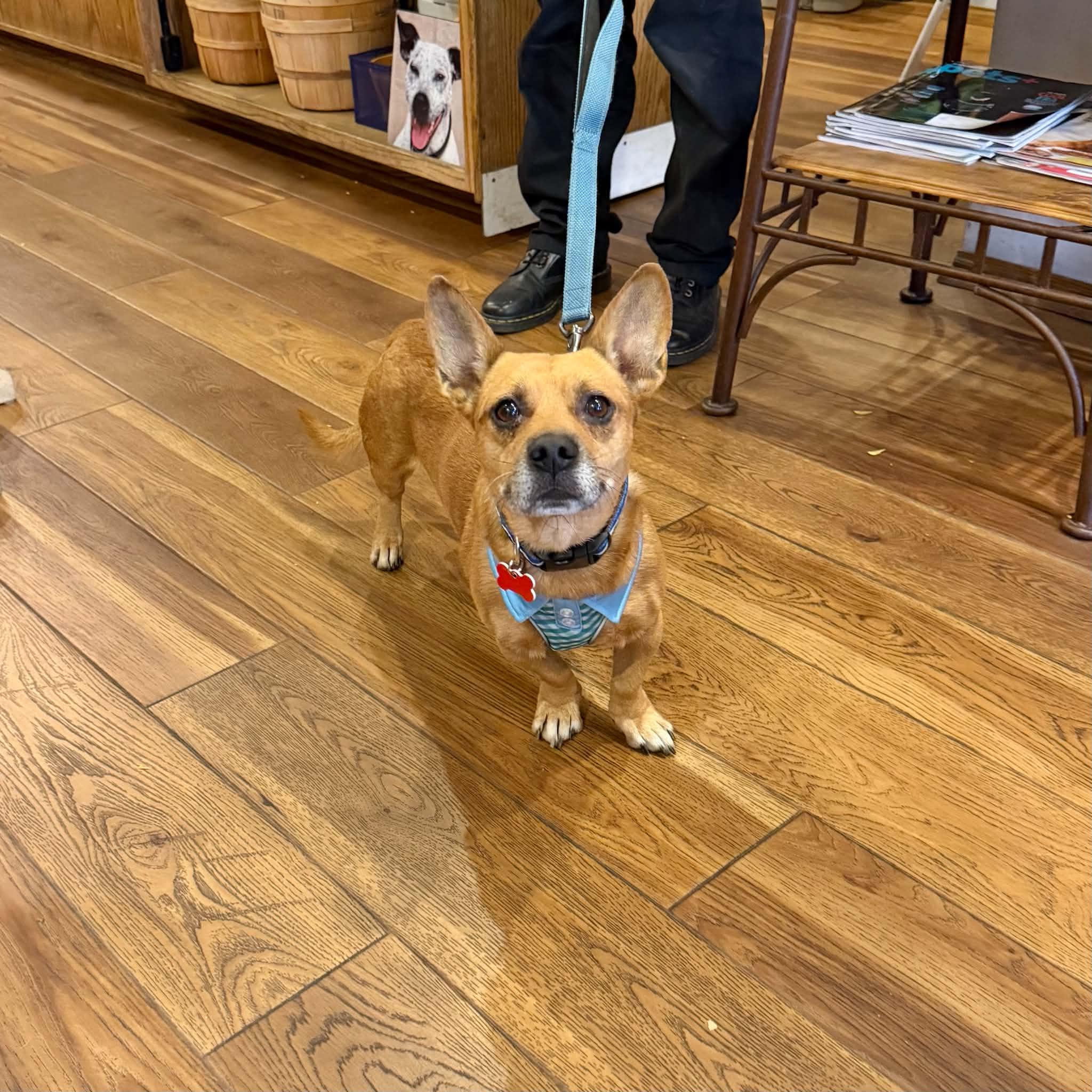 Enlarge Barley, a Adoptable mixed breed in Boulder, CO image 6/6