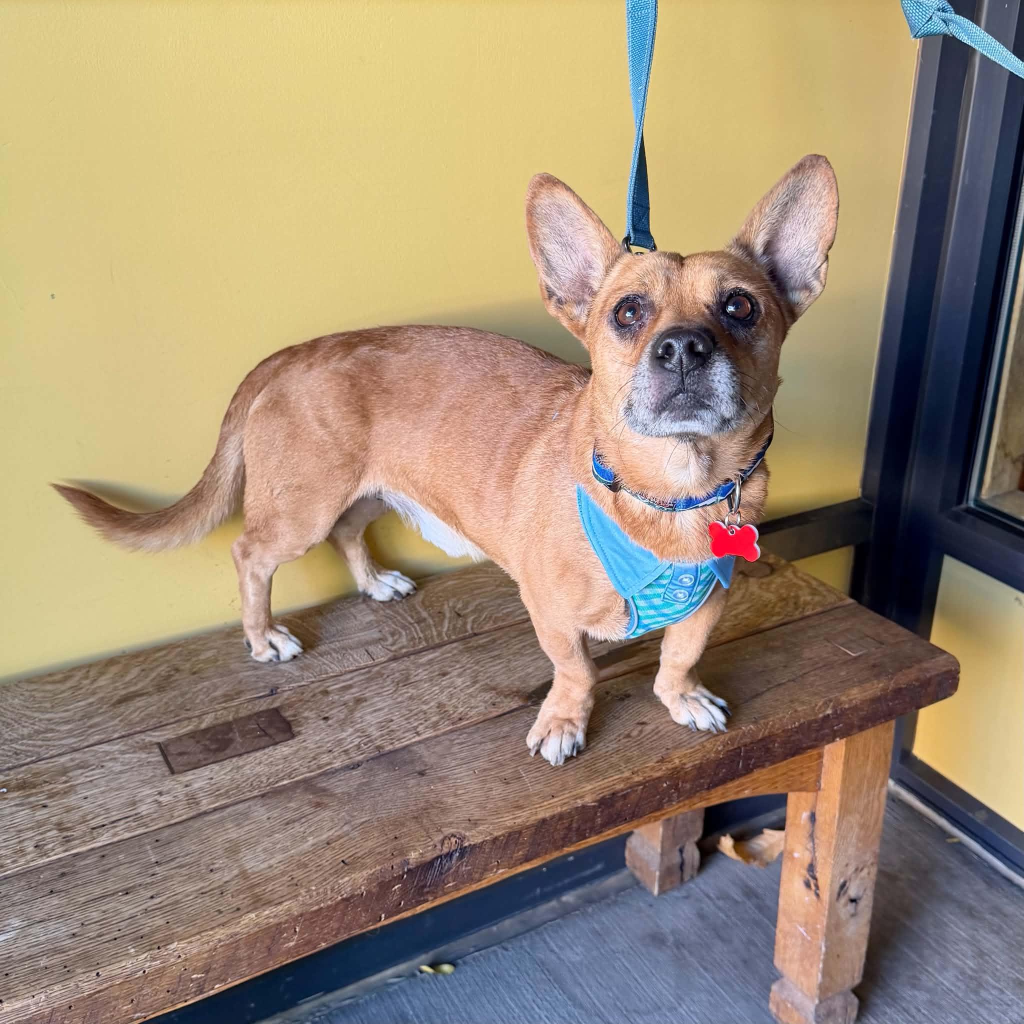 Enlarge Barley, a Adoptable mixed breed in Boulder, CO image 4/6