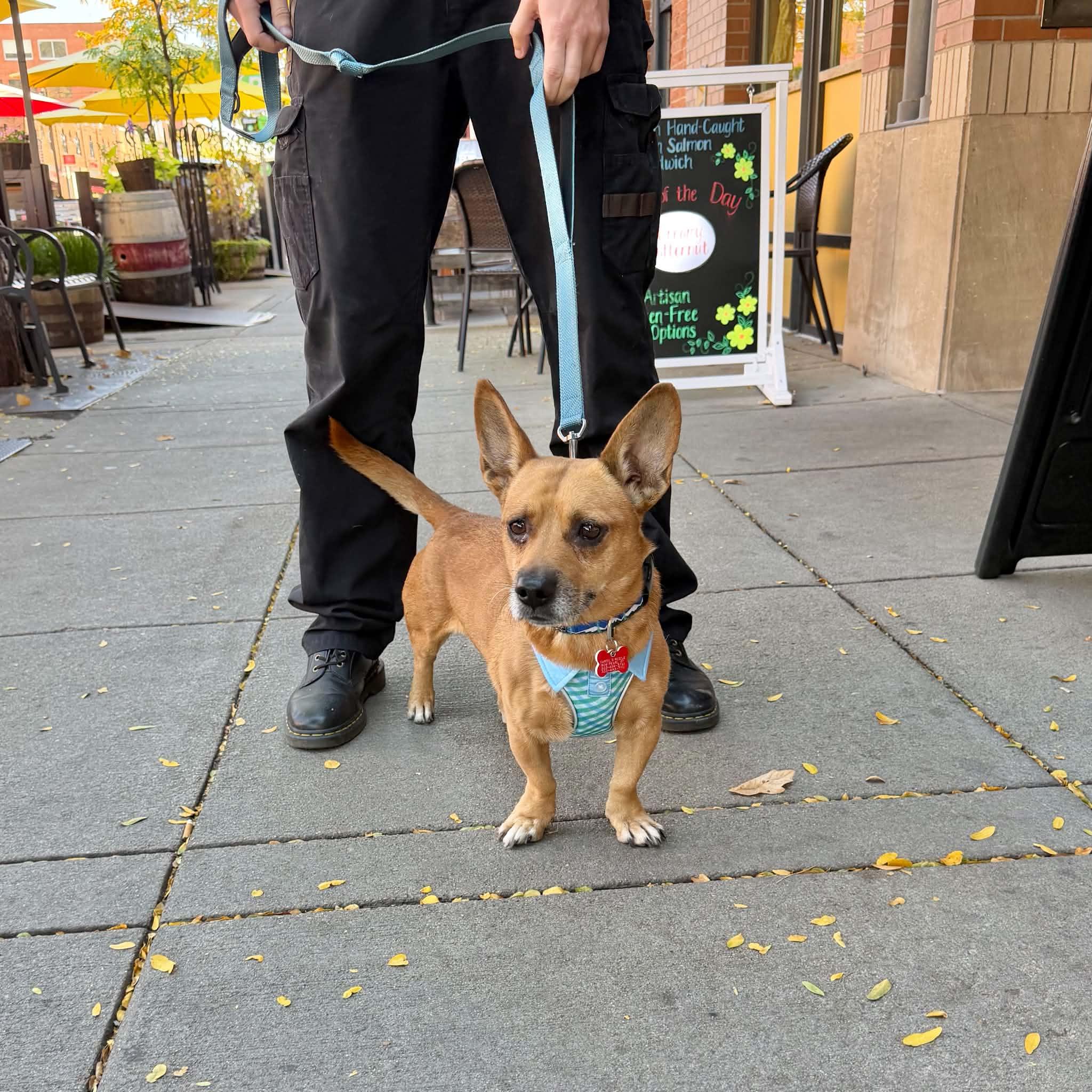 Enlarge Barley, a Adoptable mixed breed in Boulder, CO image 3/6