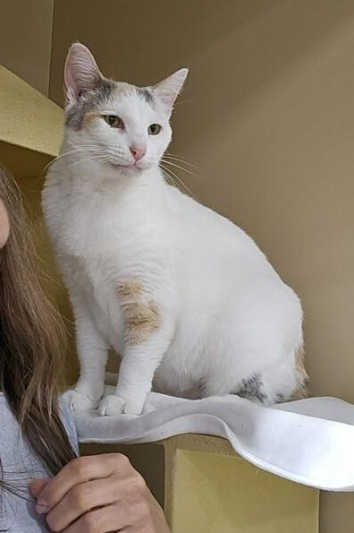 Enlarge Snow White, an adopted Domestic Short Hair in Barrington Hills, IL image 4/6