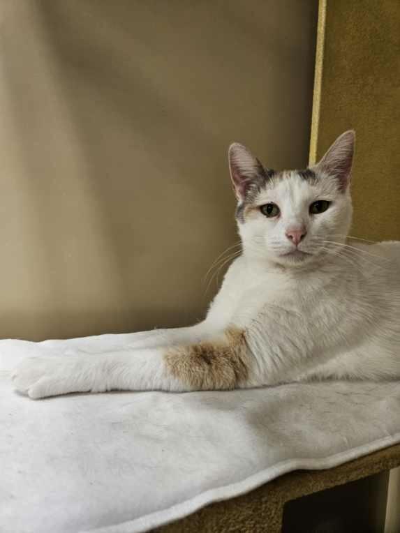 Enlarge Snow White, an adopted Domestic Short Hair in Barrington Hills, IL image 5/6