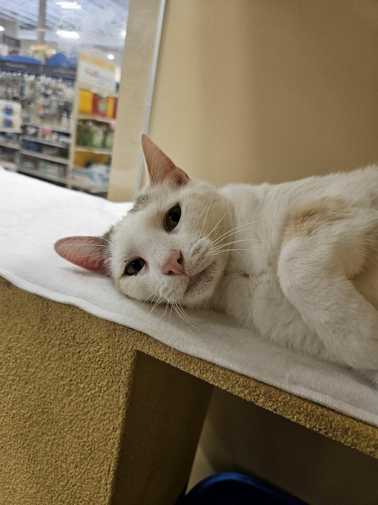 Enlarge Snow White, an adopted Domestic Short Hair in Barrington Hills, IL image 6/6