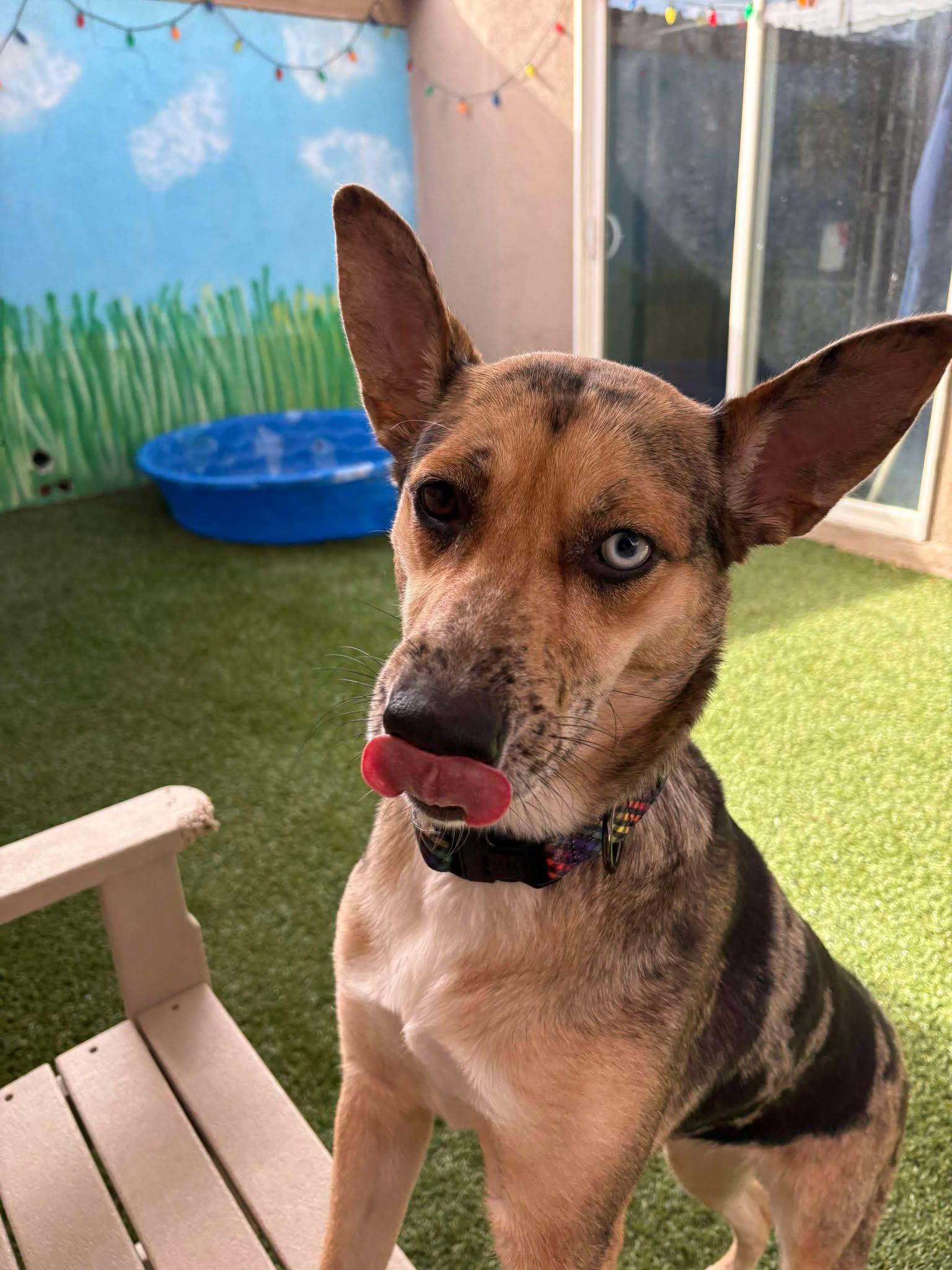 Enlarge Zumba, an adoptable mixed breed in Phoenix, AZ image 2/6