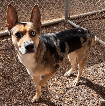 Enlarge Zumba, an adoptable mixed breed in Phoenix, AZ image 6/6