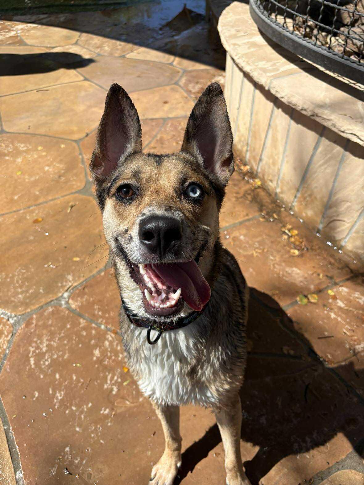 Enlarge Zumba, an adoptable mixed breed in Phoenix, AZ image 3/6