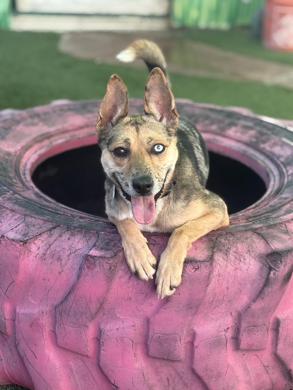 Zumba, an adoptable mixed breed in Phoenix, AZ image 1/6