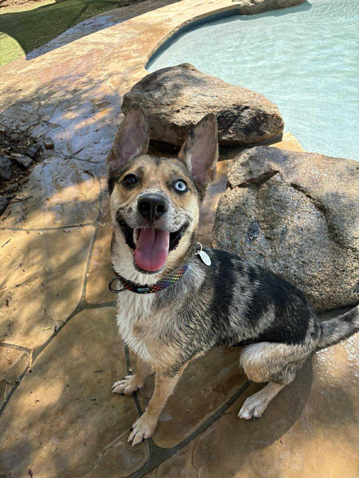 Enlarge Zumba, an adoptable mixed breed in Phoenix, AZ image 1/6