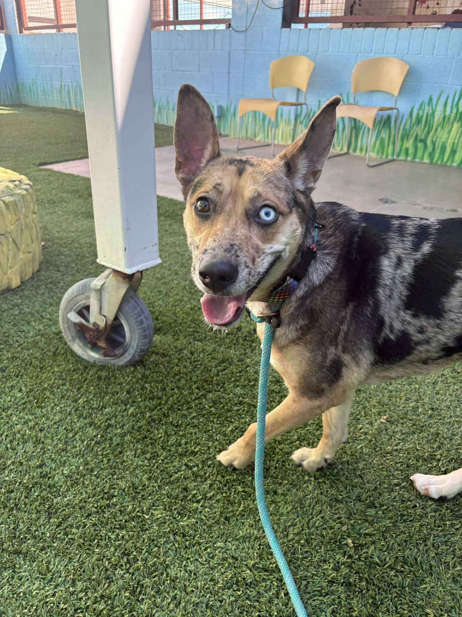 Enlarge Zumba, an adoptable mixed breed in Phoenix, AZ image 4/6