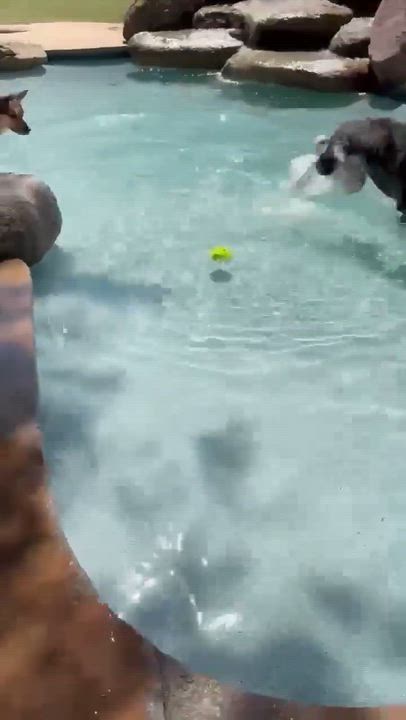 Enlarge Zumba, an adoptable mixed breed in Phoenix, AZ video 5/6