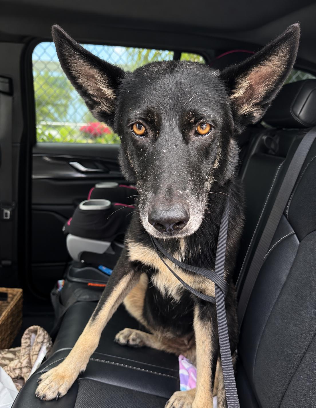 Enlarge Willow - Sweet & Mellow, a Adoptable mixed breed in KENNEBUNK, ME image 4/6