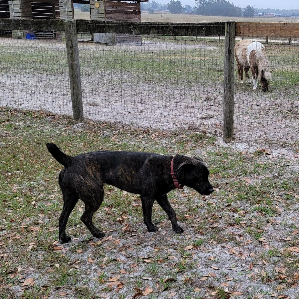 Enlarge Kota, a Adoptable Mixed Breed in Williston, FL image 1/6