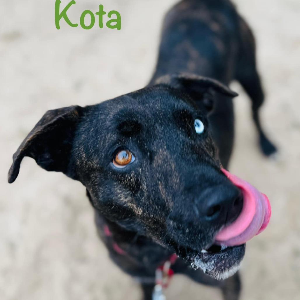 Enlarge Kota, a Adoptable Mixed Breed in Williston, FL image 2/6