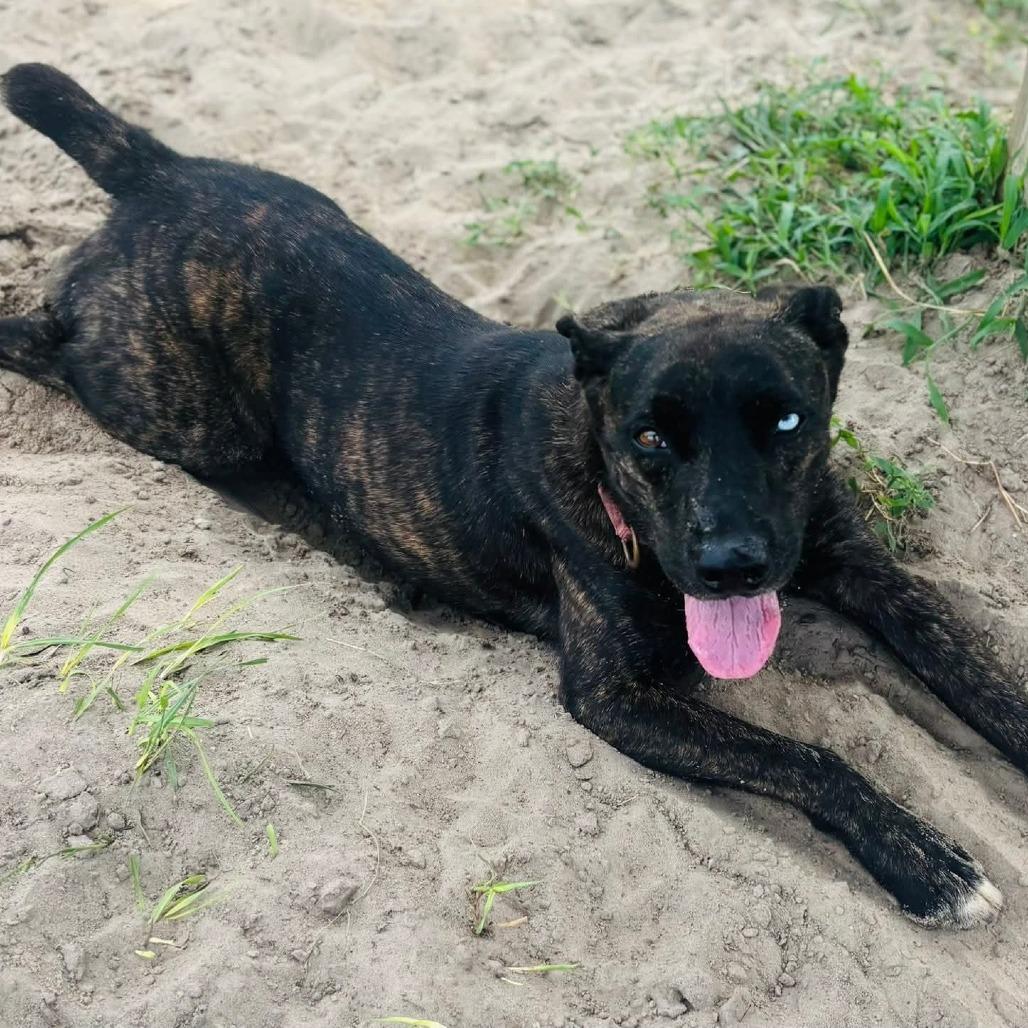 Enlarge Kota, a Adoptable Mixed Breed in Williston, FL image 4/6