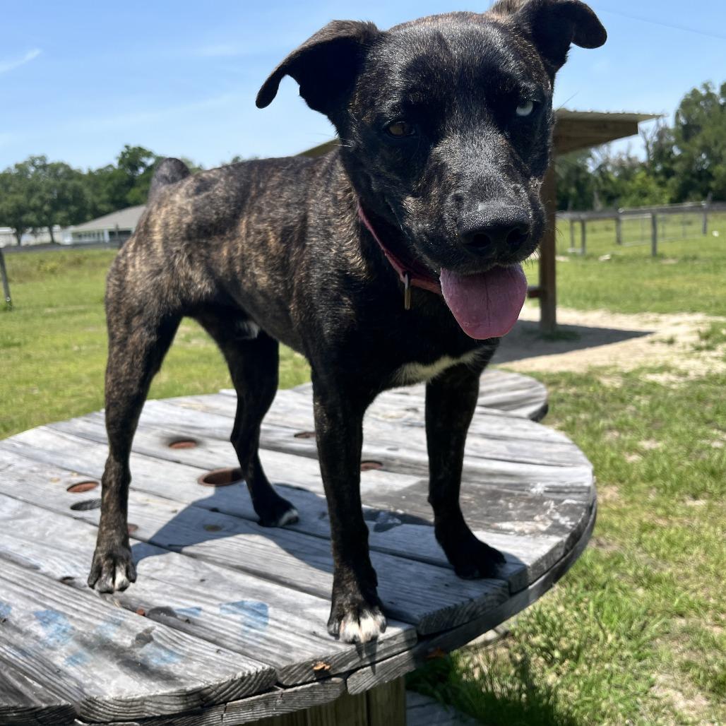 Enlarge Kota, a Adoptable Mixed Breed in Williston, FL image 5/6