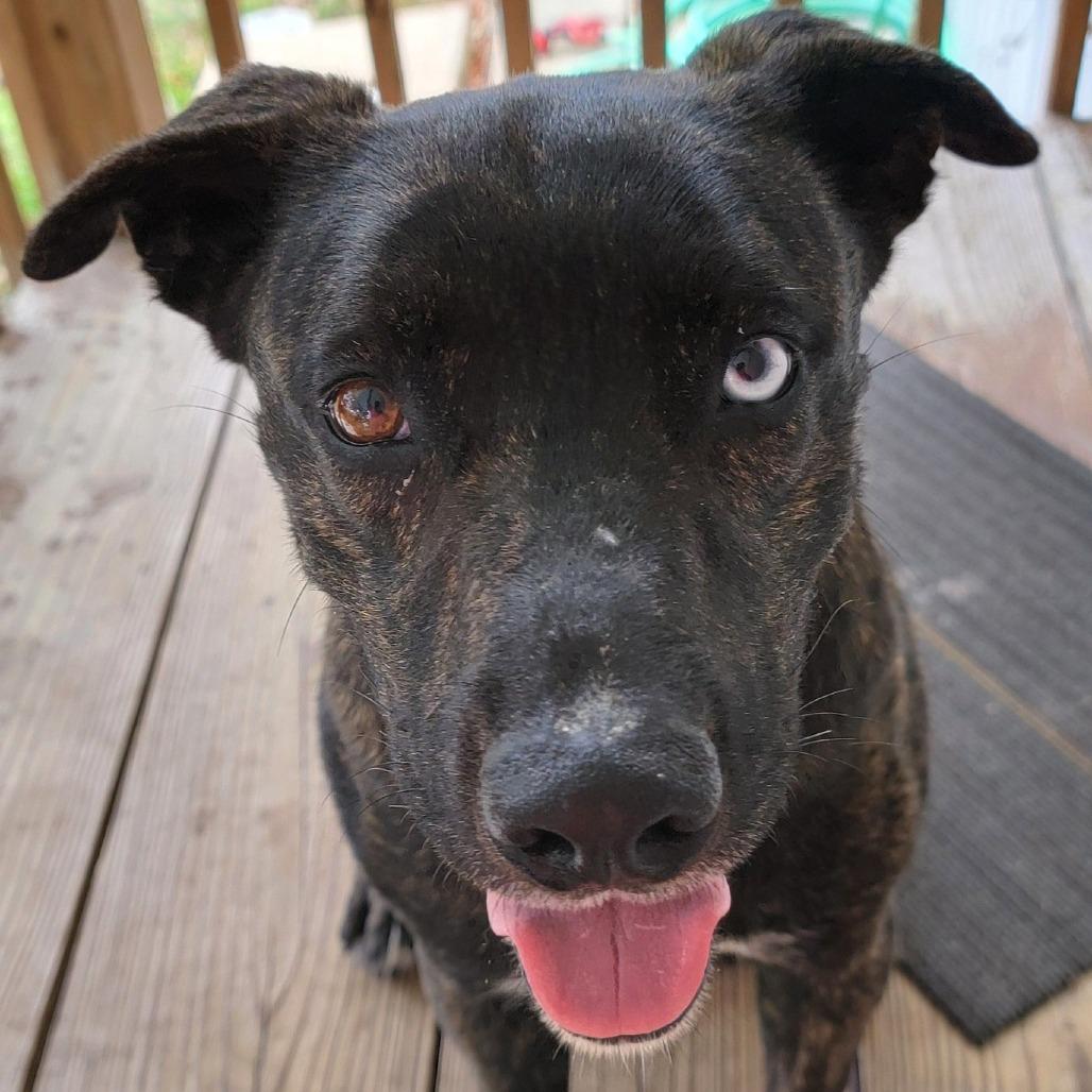 Enlarge Kota, a Adoptable Mixed Breed in Williston, FL image 6/6