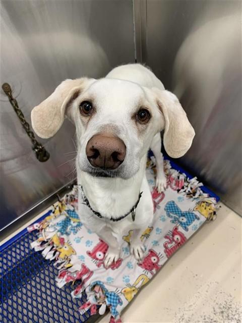 HERMES, Adoptable, Adult Male Husky & Hound.