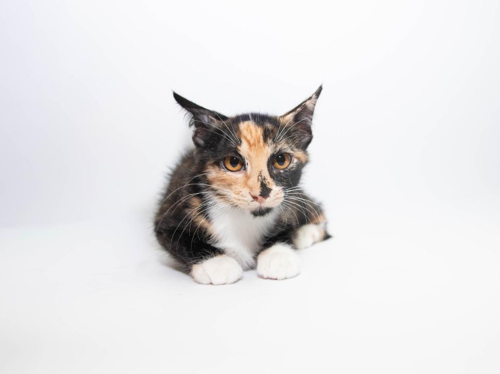 Woods, Adoptable, Kitten Female Domestic Short Hair.