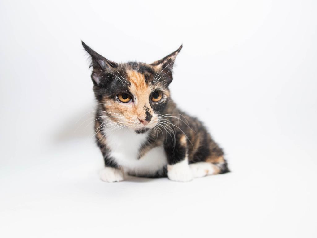 Enlarge Woods, a Adoptable mixed breed in Lansing, KS image 2/2