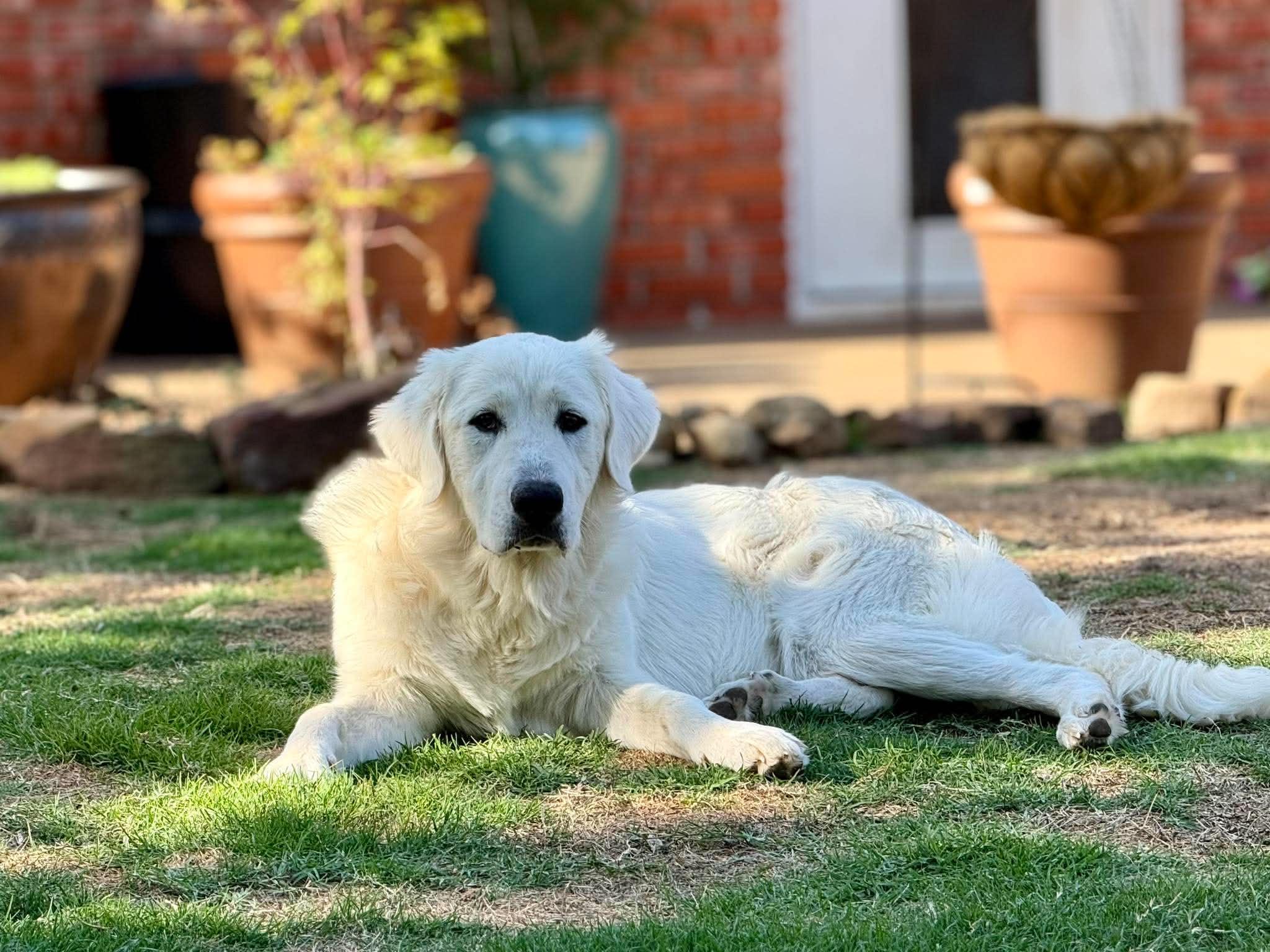 Ursa Major, a ADOPTABLE Great Pyrenees in Kiowa, OK image 2/6