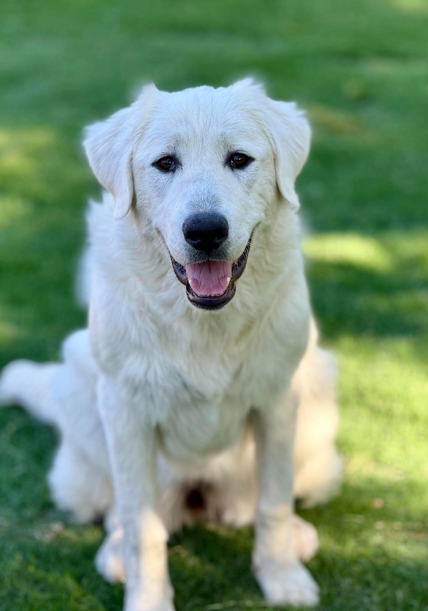 Ursa Major, a ADOPTABLE Great Pyrenees in Kiowa, OK image 6/6