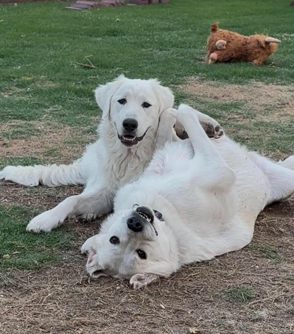 Ursa Major, a ADOPTABLE Great Pyrenees in Kiowa, OK image 5/6