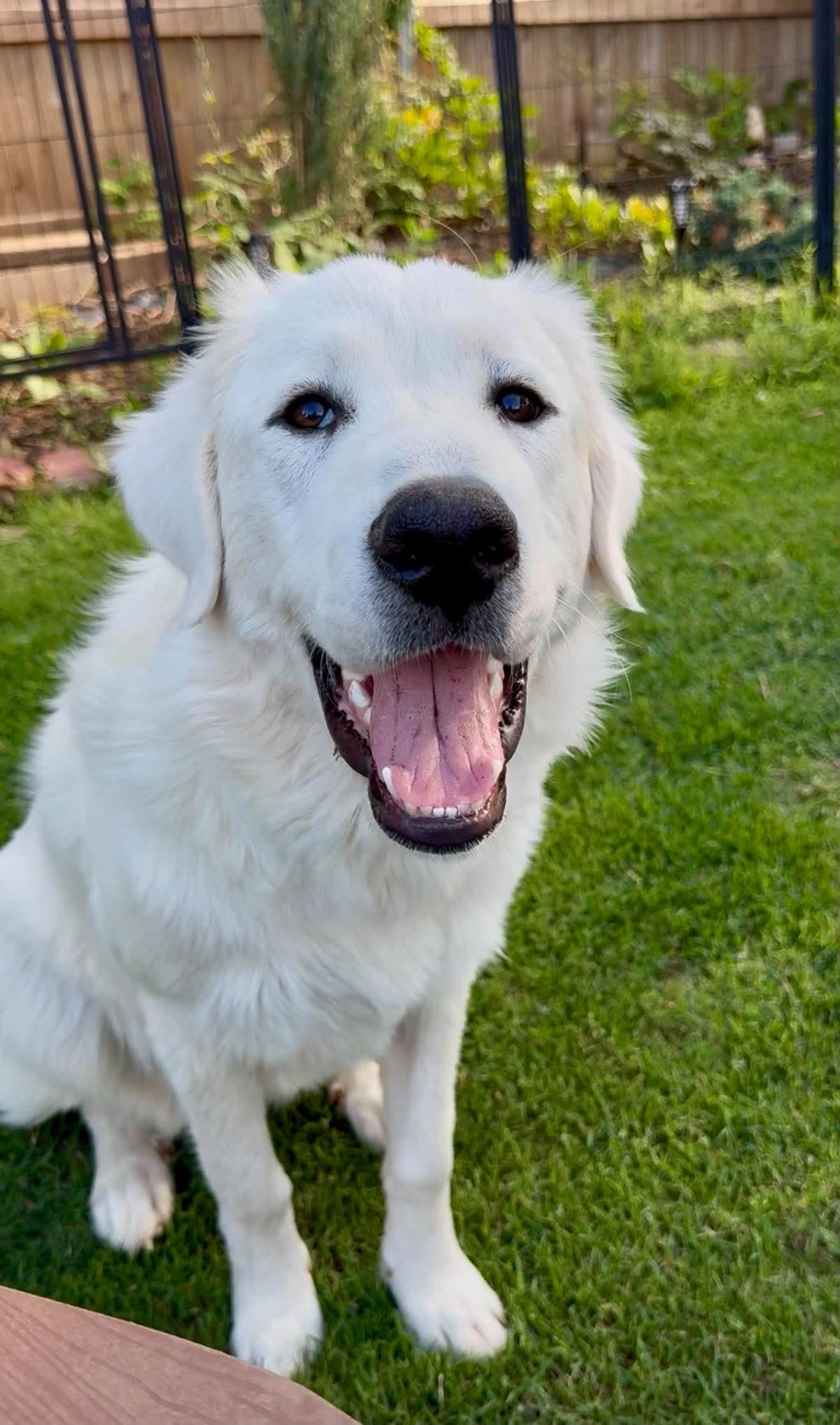 Ursa Major, a ADOPTABLE Great Pyrenees in Kiowa, OK image 4/6