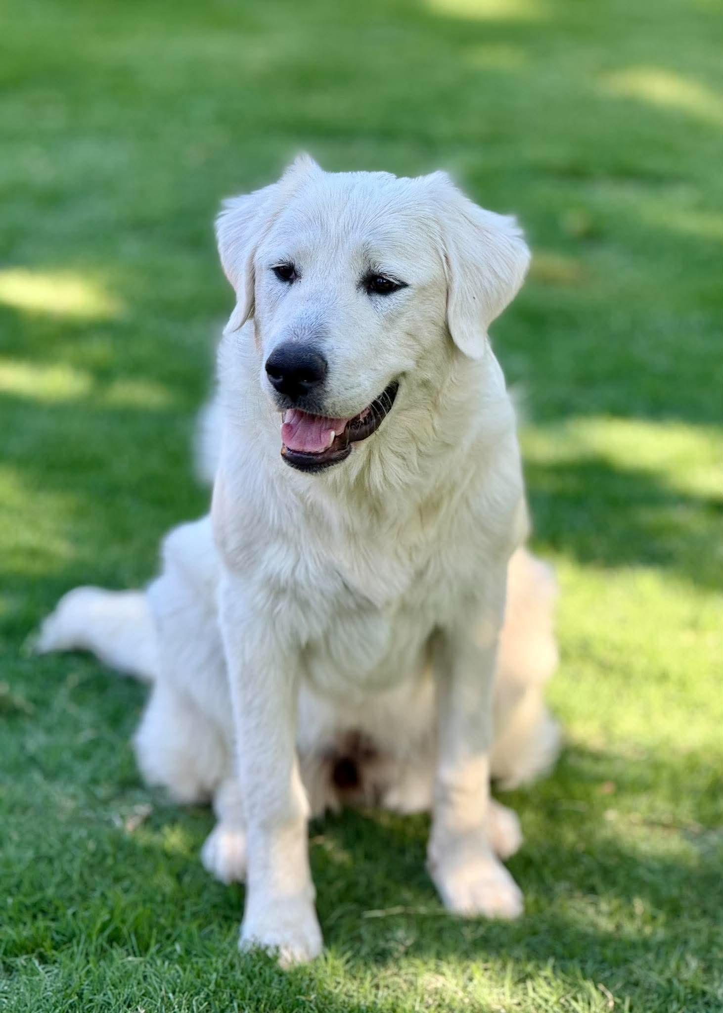 Ursa Major, a ADOPTABLE Great Pyrenees in Kiowa, OK image 3/6