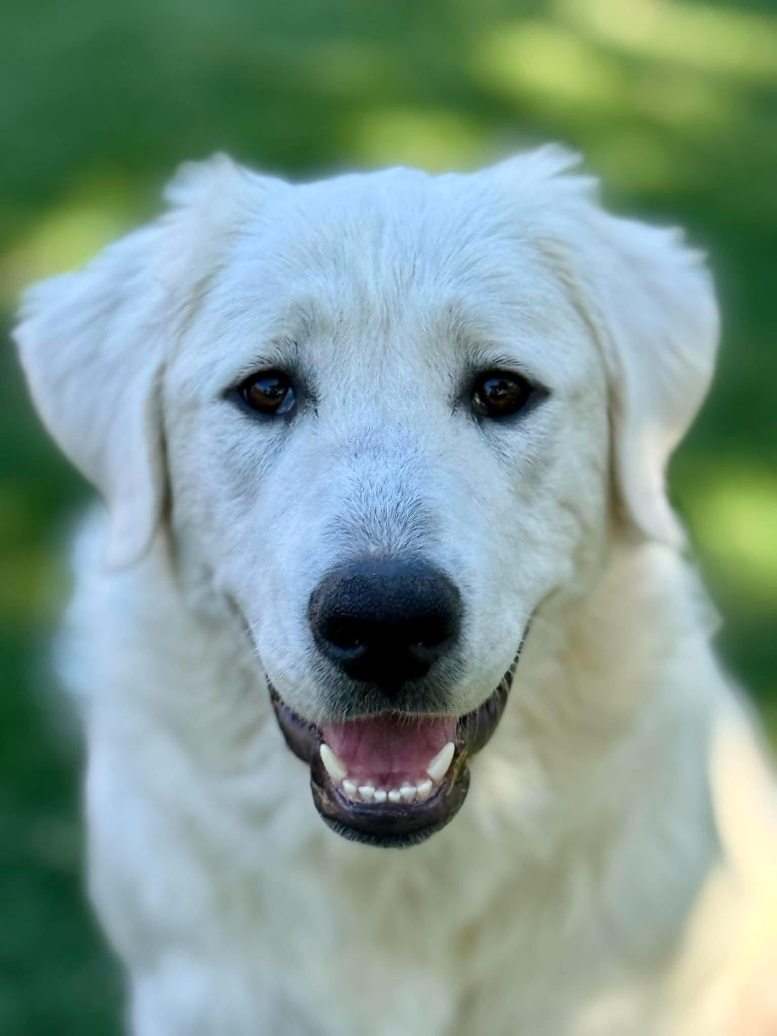 Ursa Major, ADOPTABLE, Young Female Great Pyrenees.