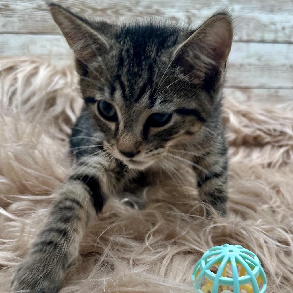 Enlarge Muffin, a Adoptable Domestic Short Hair in Lexington, KY image 2/5