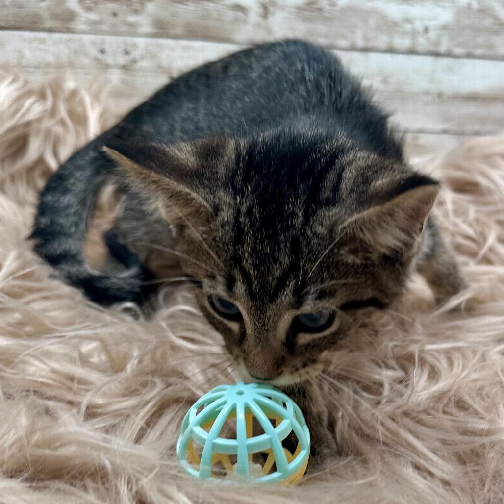 Enlarge Muffin, a Adoptable Domestic Short Hair in Lexington, KY image 3/5