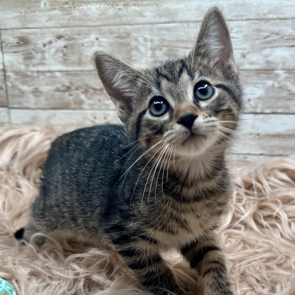 Enlarge Muffin, a Adoptable Domestic Short Hair in Lexington, KY image 1/5