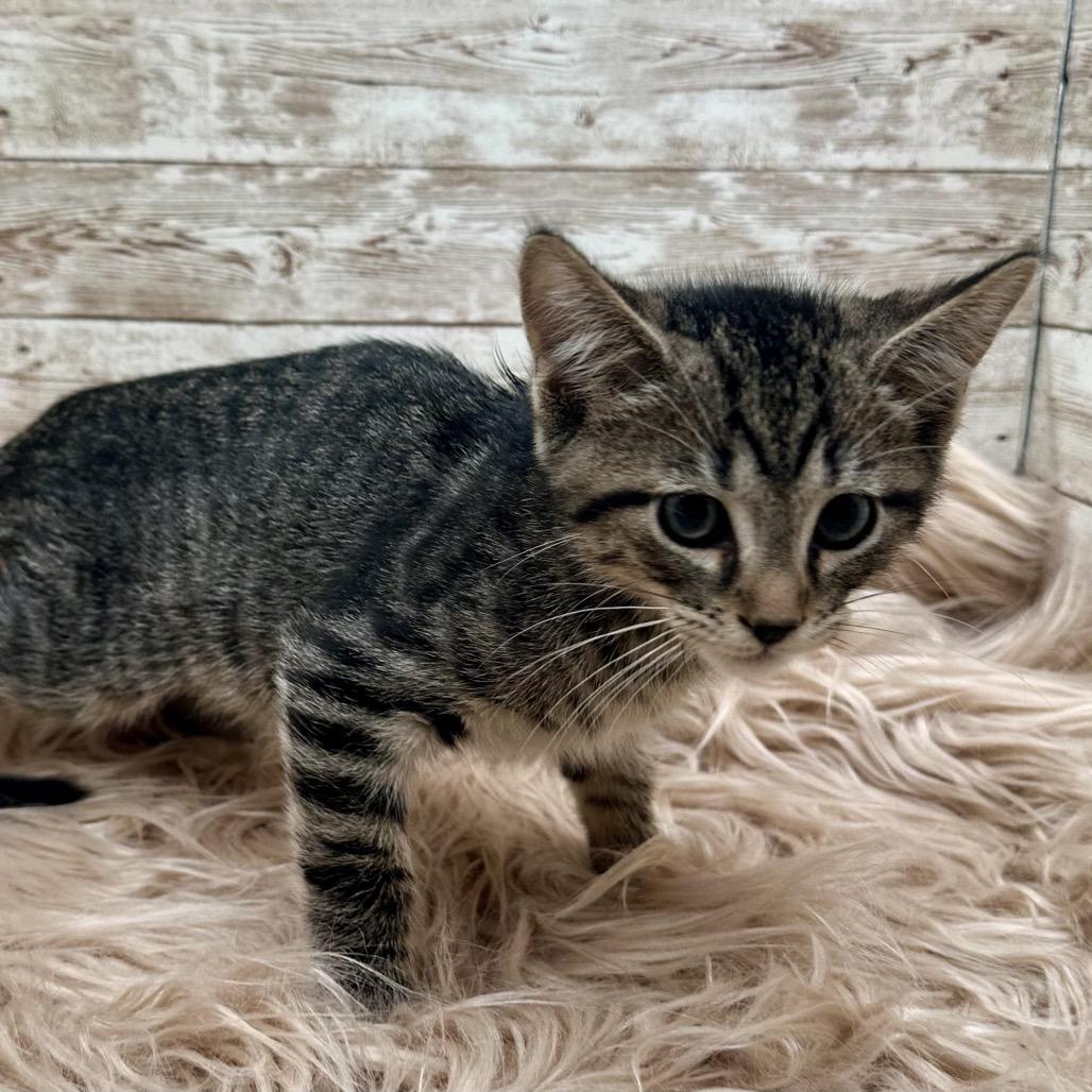Enlarge Muffin, a Adoptable Domestic Short Hair in Lexington, KY image 4/5