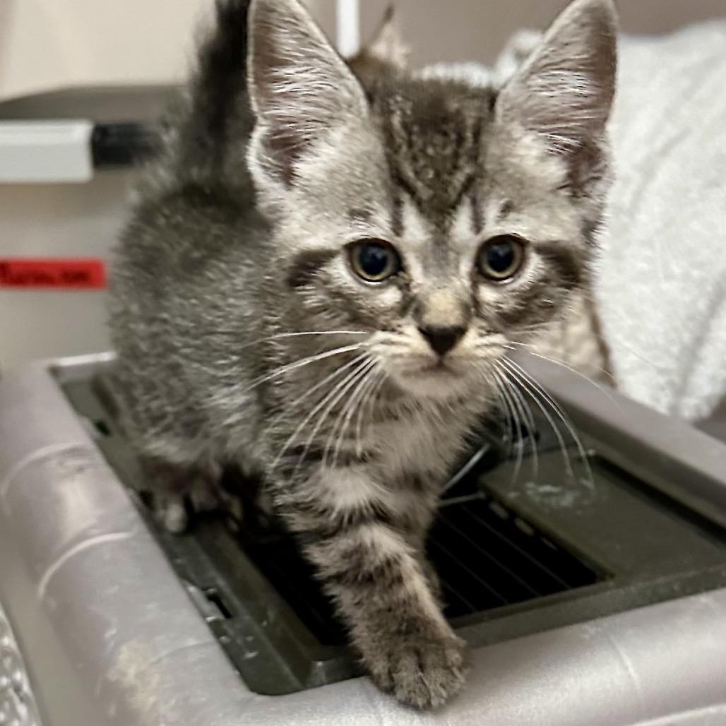 Enlarge Muffin, a Adoptable Domestic Short Hair in Lexington, KY image 5/5