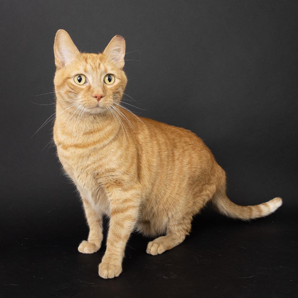 Miguel Gusto, Adoptable, Adult Male Domestic Short Hair.