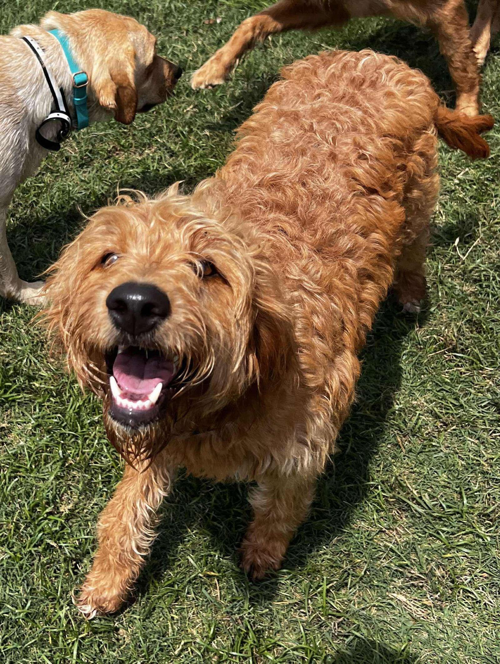 Millie, Adopted, Adult Female Golden Retriever & Standard Poodle.