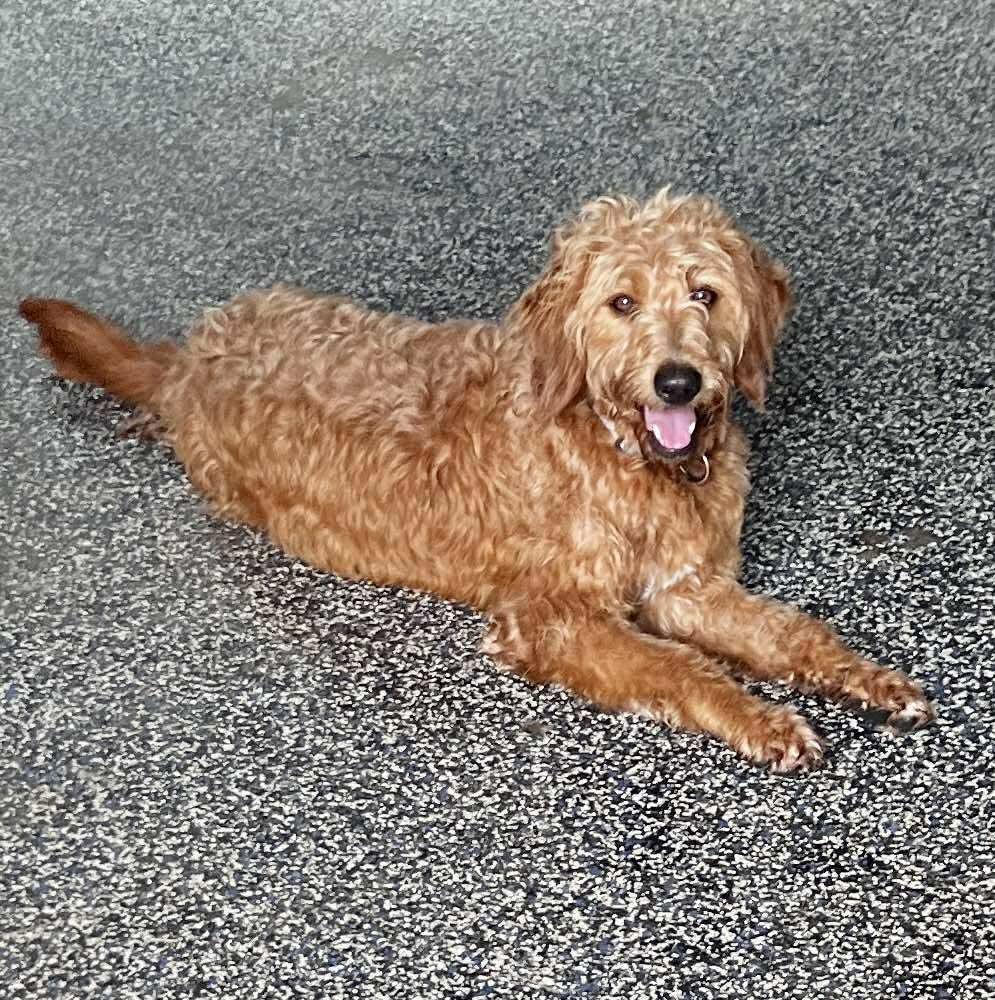 Millie, a Adopted mixed breed in Dallas, TX image 2/3