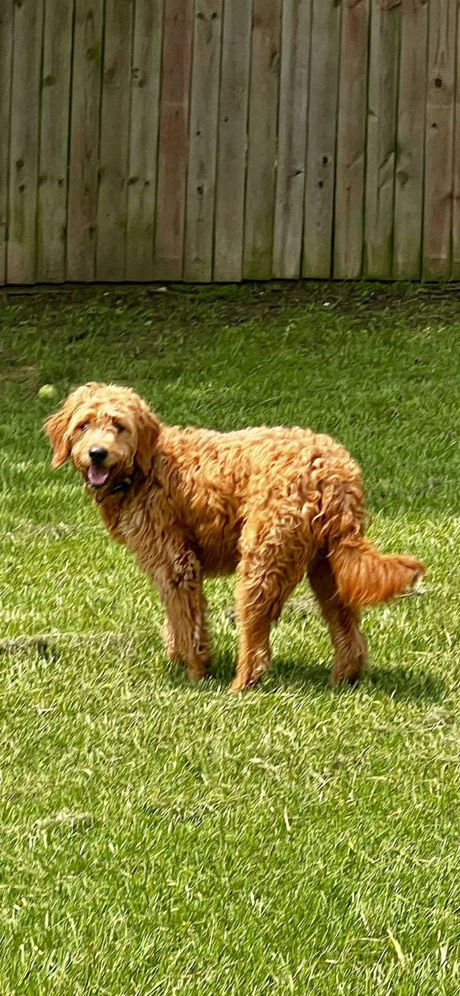 Millie, a Adopted mixed breed in Dallas, TX image 3/3