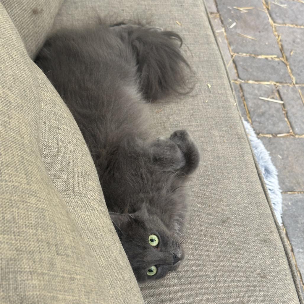 Arwen, Adoptable, Adult Female Russian Blue & Domestic Long Hair.