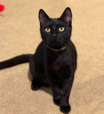 Enlarge Pineapple, a Adoptable Domestic Short Hair in Andover, MN image 2/6