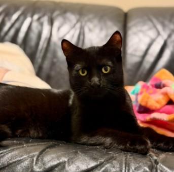 Enlarge Pineapple, a Adoptable Domestic Short Hair in Andover, MN image 3/6