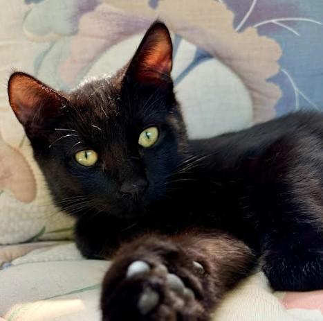 Enlarge Pineapple, a Adoptable Domestic Short Hair in Andover, MN image 5/6