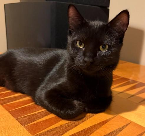 Enlarge Pineapple, a Adoptable Domestic Short Hair in Andover, MN image 1/6