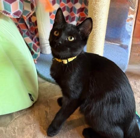 Enlarge Pineapple, a Adoptable Domestic Short Hair in Andover, MN image 4/6