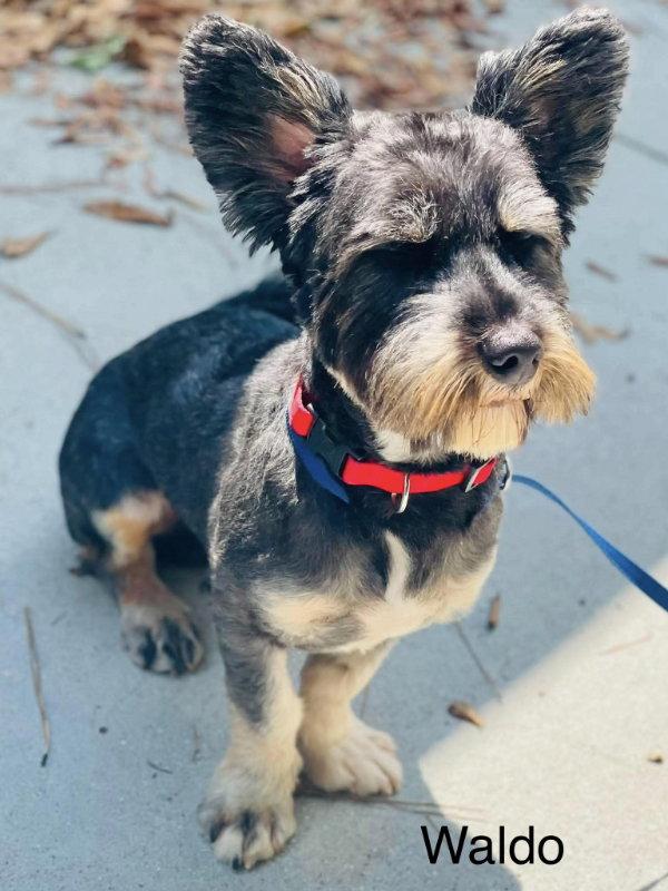 Waldo, Adoptable, Young Male Schnauzer.
