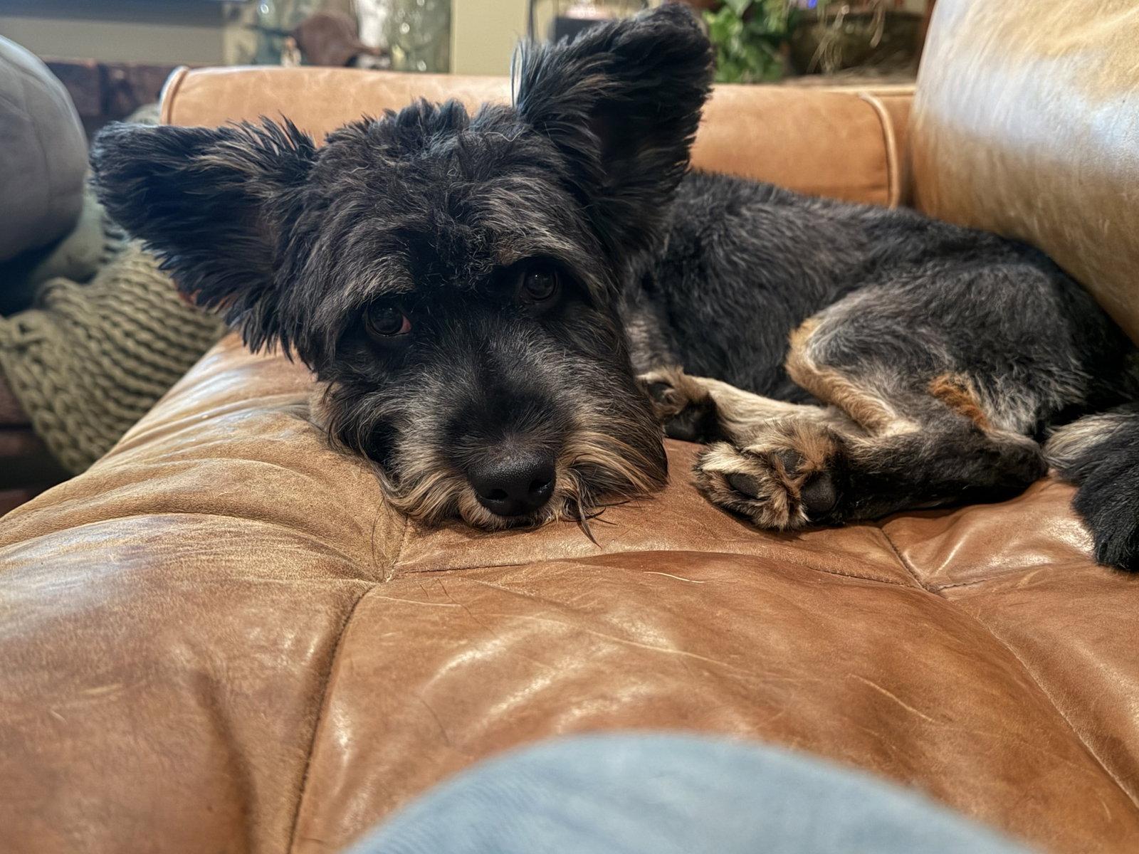 Enlarge Waldo, a Adoptable Schnauzer in East Derry, NH image 2/3