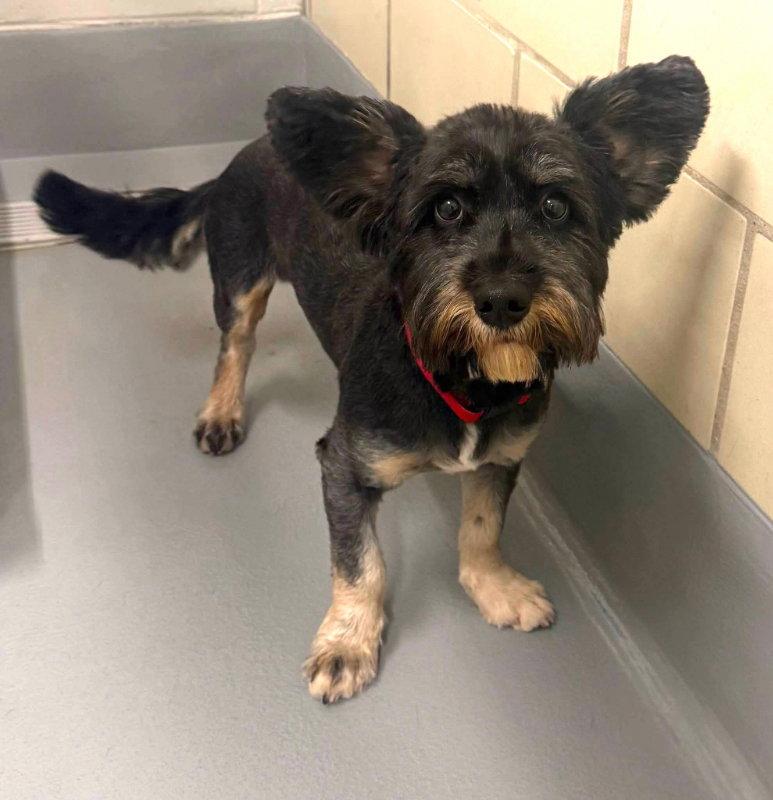 Enlarge Waldo, a Adoptable Schnauzer in East Derry, NH image 3/3