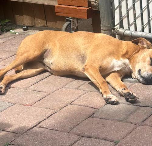 Enlarge Honey 2, a Adoptable mixed breed in Washington DC, DC image 2/6