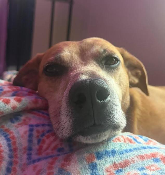 Enlarge Honey 2, a Adoptable mixed breed in Washington DC, DC image 4/6